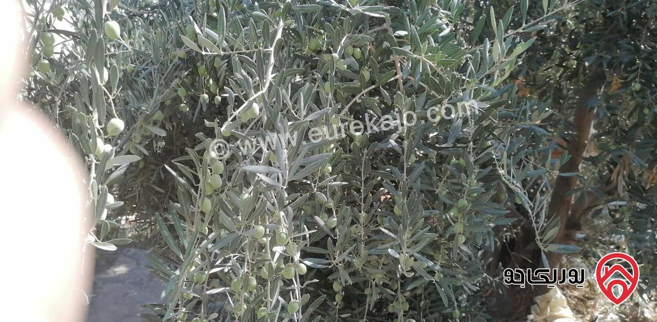 ارض مساحة 505م للبيع في عمان - طبربور