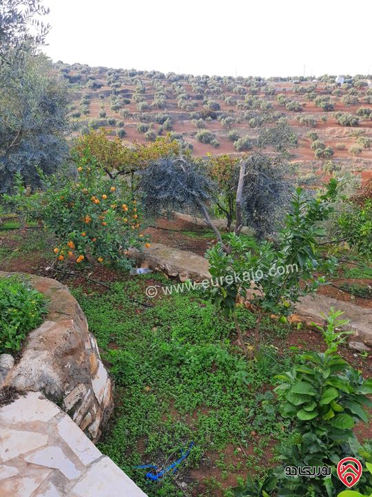 مزرعة زيتون مساحة الأرض 8 دونم و 588م و البناء مساحة 100م للبيع في السلط