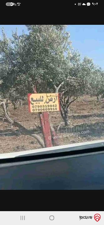 أرض مساحة 1 دونم للبيع في اربد - الحصن 