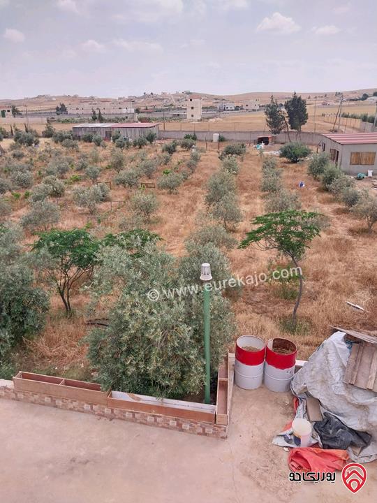 مزرعة مساحة الأرض 5217م وفيها بناء 80م للبيع في المفرق - بلعما الزيتونة 