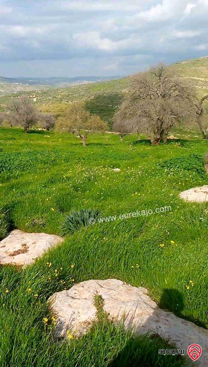 قطعة أرض زراعية مساحة 6 دونم و 248م للبيع في الزرقاء - منطقة صروت تبعد عن عمان 20 دقيقة