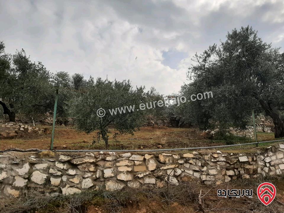 مزرعة زيتون مساحة الأرض 8 دونم و 588م و البناء مساحة 100م للبيع في السلط