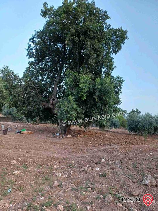 مزرعة مساحة 14 دونم للبيع في اربد - أراضي بني كنانة منطقة سمر