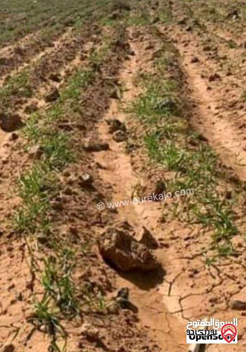 أرض مساحة 15 دونم و 529م للبيع في المفرق - أراضي البادية الشمالية منطقة قاسم