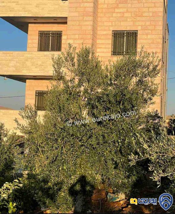 مزرعة في القنية اطلالة عاليه وخلابه مشجرة بالاشجار المثمرة بمساحة 6800م