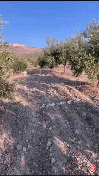 قطعة أرض مساحة 14 دونم و 500م للبيع في اربد - بمنطقة كفر اسد
