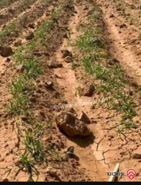 أرض مساحة 15 دونم و 529م للبيع في المفرق - أراضي البادية الشمالية منطقة قاسم