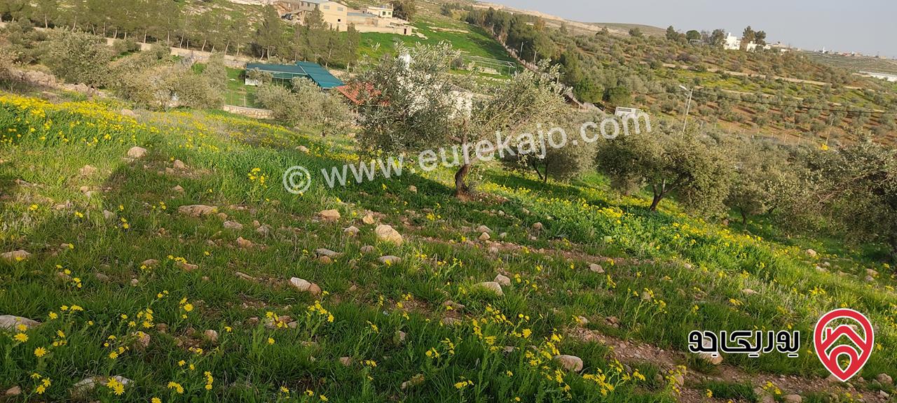 أرض زيتون معمر مساحة 3 دونم و 400م للبيع في المفرق