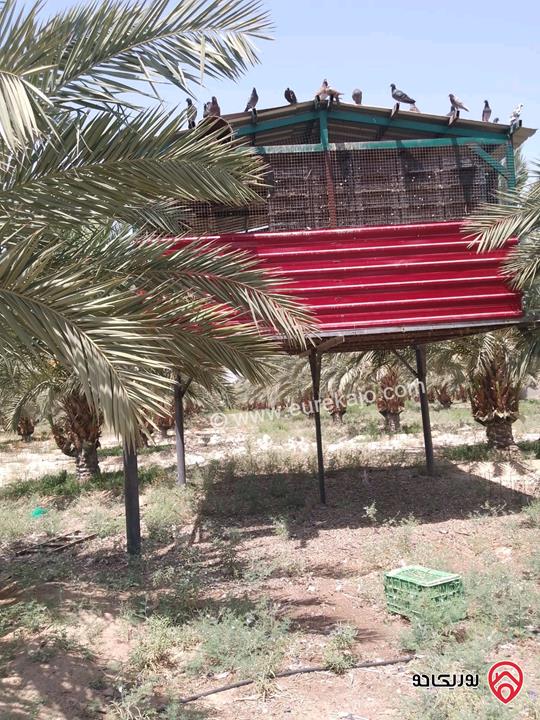 مزرعة نخيل مساحة الأرض 40 دونم وفيها بناء مساحة 210م للبيع في البلقاء - الأغوار الوسطى منطقة الكرامة