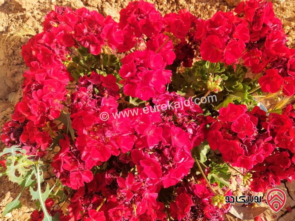 مزرعة مساحة الأرض 523م والبناء 110م للبيع في عمان - منطقة الجيزة بجانب المطار مباشرة
