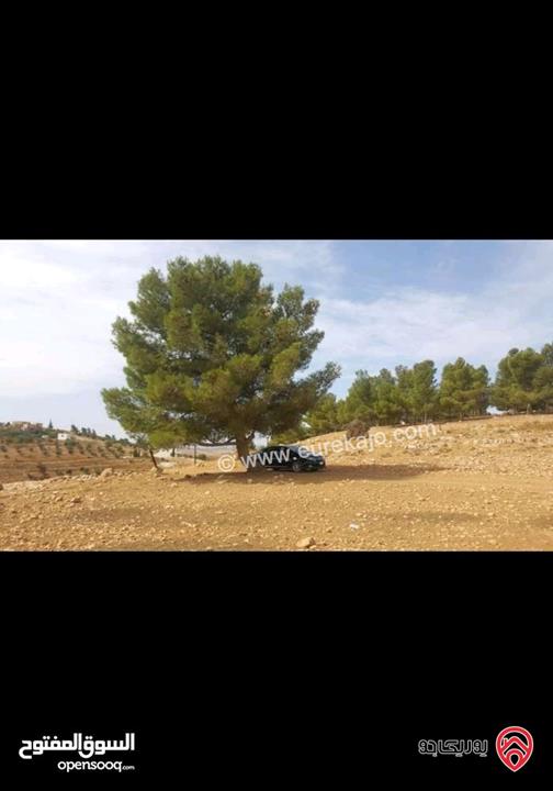 ارض مساحة 30 دونم و 478م للبيع في المفرق - الدجنية