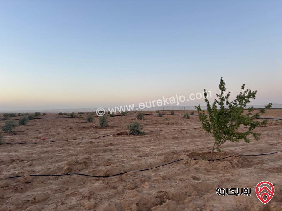 أرض مساحة 10 دونم مزروعة زيتون بلدي حوالي 250 شجرة للبيع من أراضي جنوب عمان - الحمام الشرقي 