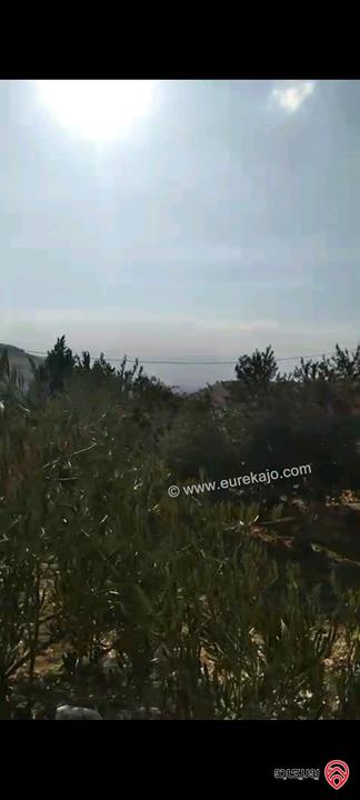 أرض مساحة 546م مزروعة بأشجار الزيتون للبيع في عمان - ناعور