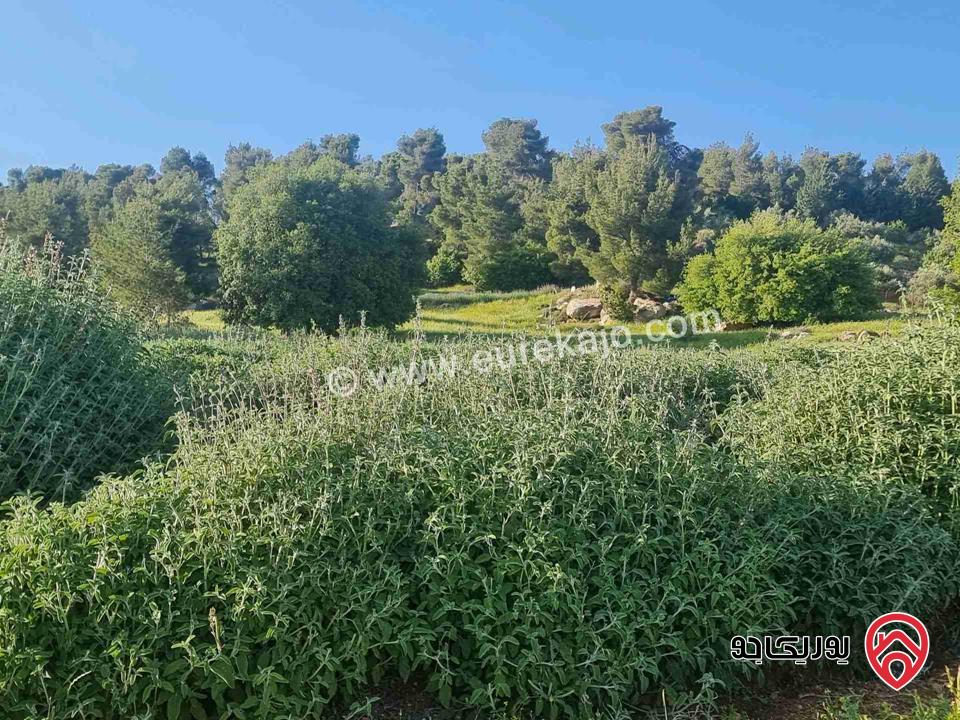 مزرعة جميلة جدا مساحة 18000م للبيع في جرش الكته حوض المحافير 