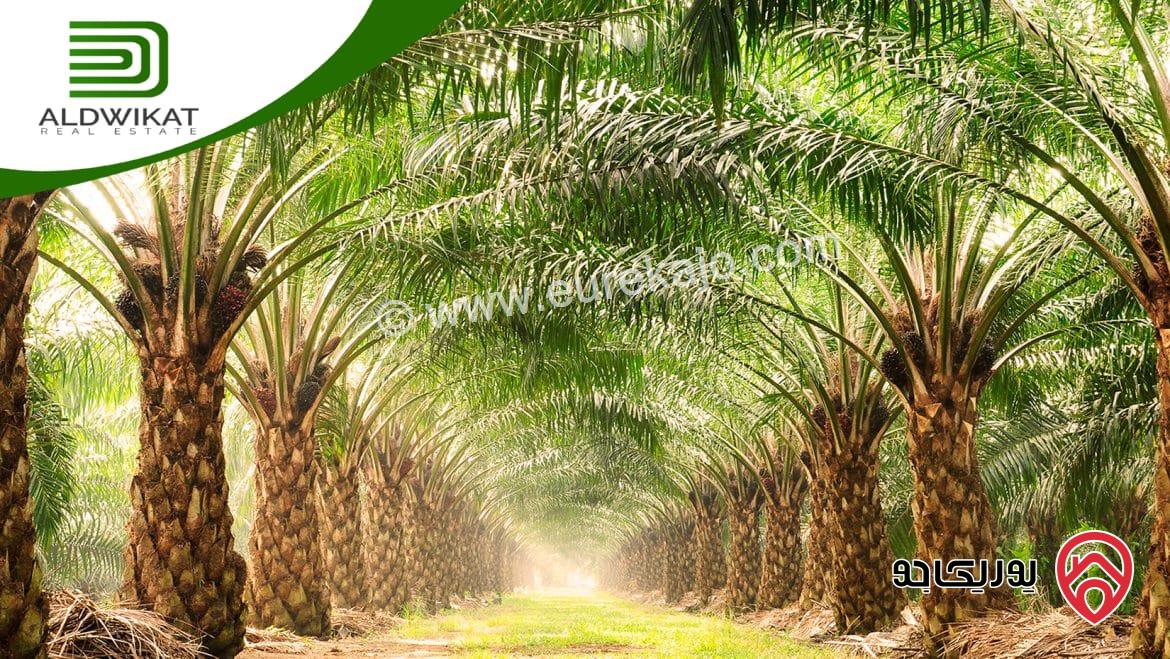 ارض زراعية مساحتها 38 دونم مع بئر ماء مرخص تصلح لزراعة النخيل للبيع في غور الرامة / البحر الميت