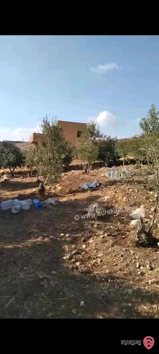 أرض مساحة 546م مزروعة بأشجار الزيتون للبيع في عمان - ناعور