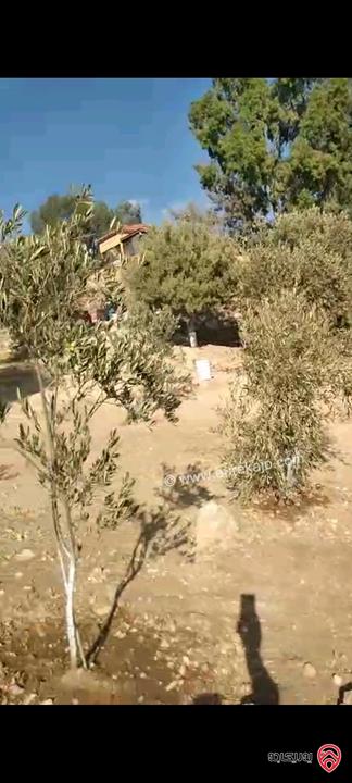 أرض مساحة 546م مزروعة بأشجار الزيتون للبيع في عمان - ناعور