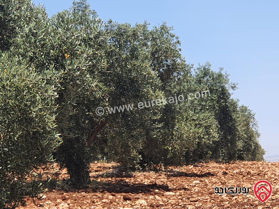 مزرعة زيتون بلدي مساحة 11500م للبيع في اربد  - حرثا 