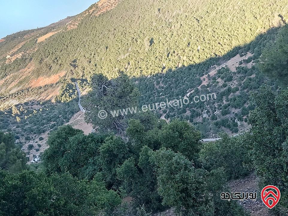 أرض مميزة مساحة 2 دونم للبيع في محافظة عجلون منطقة عنجرة / خربة الحنيش الأثرية 