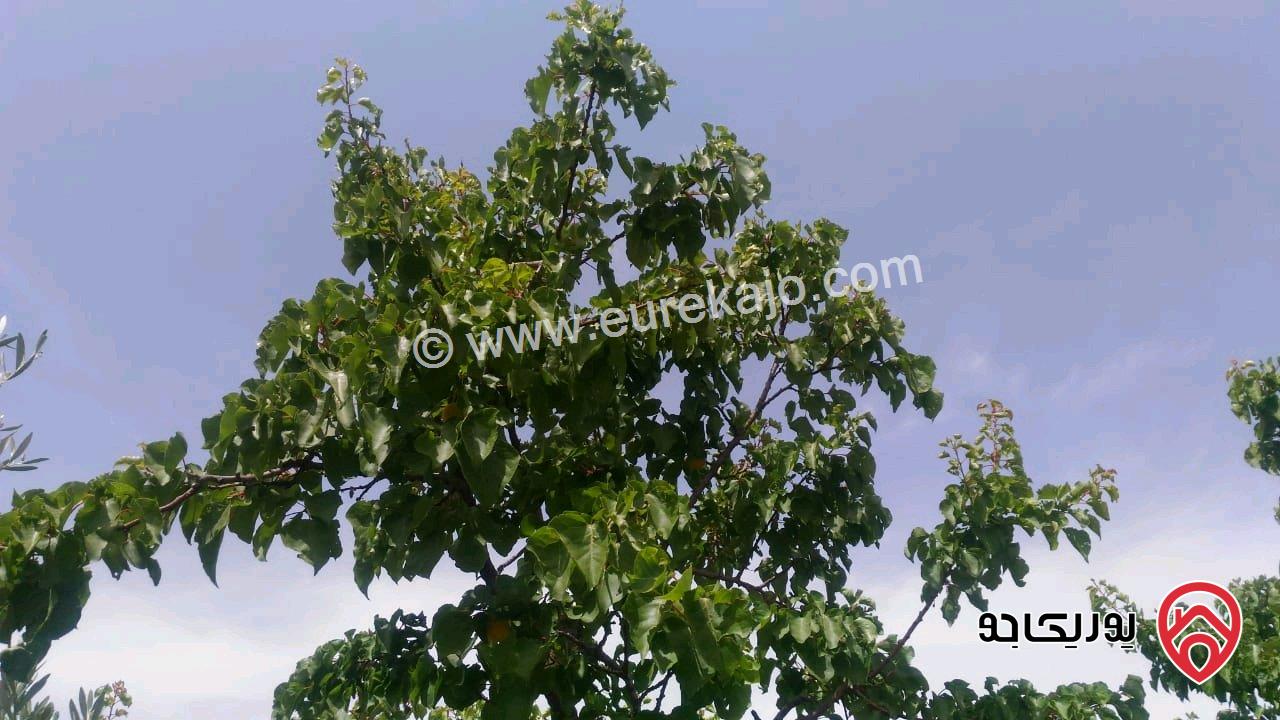 ارض مساحة 1693م للبيع في السلط - ام جوزة 