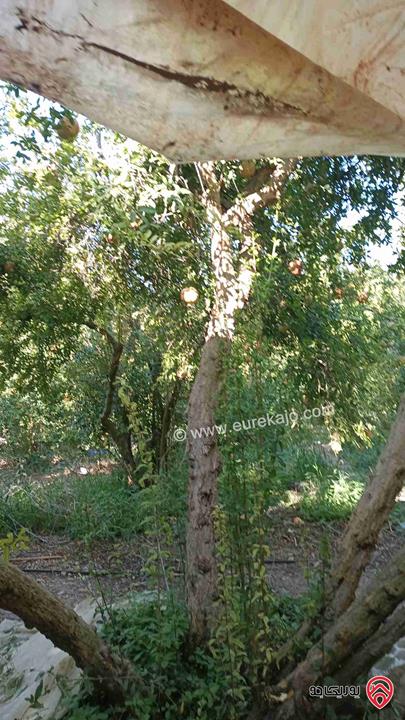 مزرعة مساحة 9 دونم مزروعة رمان و زيتون مرويه من خزان في نفس الارض للبيع في اربد - كفر سوم 