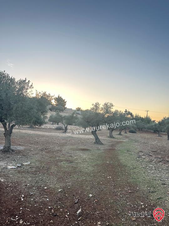 قطعة ارض مساحة 1 دونم و 720م للبيع في السلط زي منطقة مزارع وفلل مزروعة زيتون 