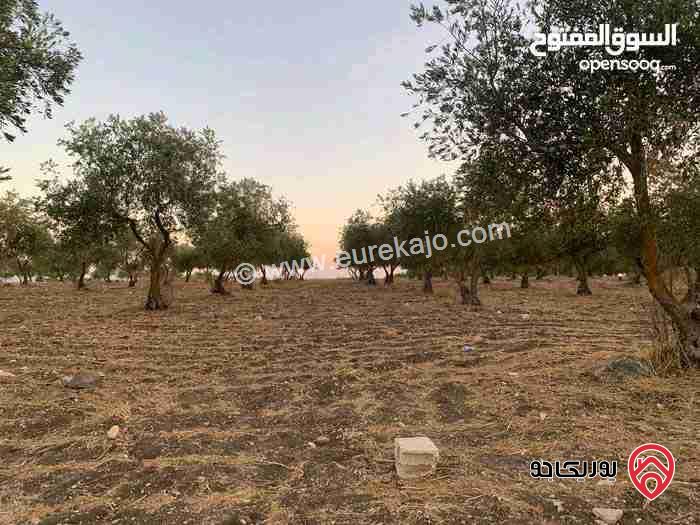 قطعة ارض مساحة 20.238 دونم للبيع في اربد - ام قيس 