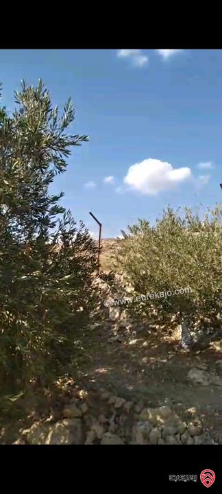 أرض مساحة 546م مزروعة بأشجار الزيتون للبيع في عمان - ناعور
