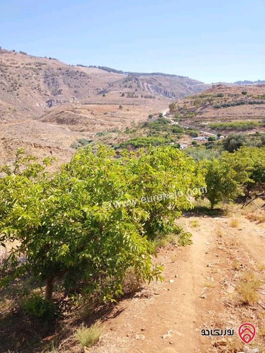 مزرعة مساحة 14 دونم مشجرة ومسيجه فيها بيت للبيع في ناعور وادي السليط 