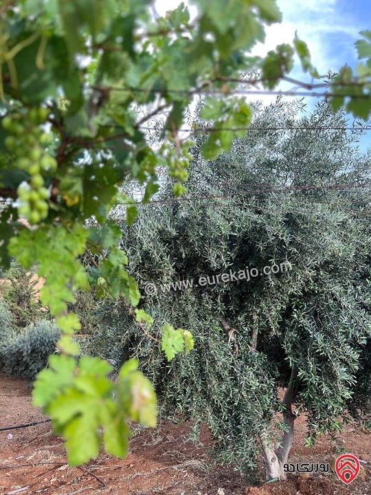 مزرعة فخمة مساحة 4 دونم و 595م وبناء 150م للبيع في جرش - الكتة