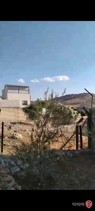 أرض مساحة 546م مزروعة بأشجار الزيتون للبيع في عمان - ناعور