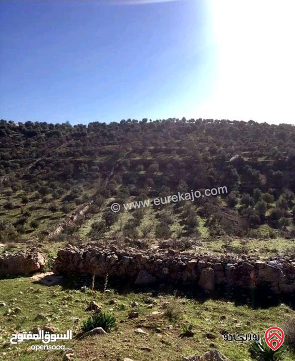ارض مزرعة استثمارية مساحة 13 دونم للبيع بجبال عجلون - خربة الوهادنه السياحية التنموية 