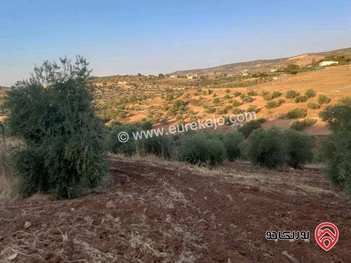 قطعة ارض مساحة 4 دونمات مزروعة زيتون وخدمات واصلة على الشارع العام للبيع في محافظة البلقاء بسعر 70000 دينار فقط