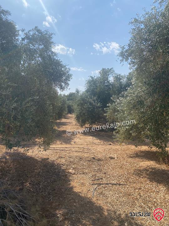 مزرعة استثمارية مساحة 534 دونم للبيع بسعر مغري في منطقة الأزرق الشمالي 