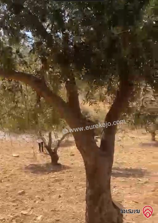 قطعة أرض مساحة 6 دونم و 721م للبيع في جرش - بليلا 