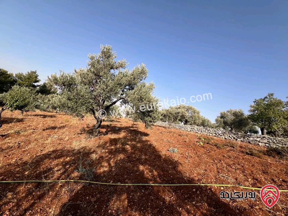 قطعة أرض ريفية مساحة 7 دونم للبيع في في جرش سوف حوض بيدر الحمص 