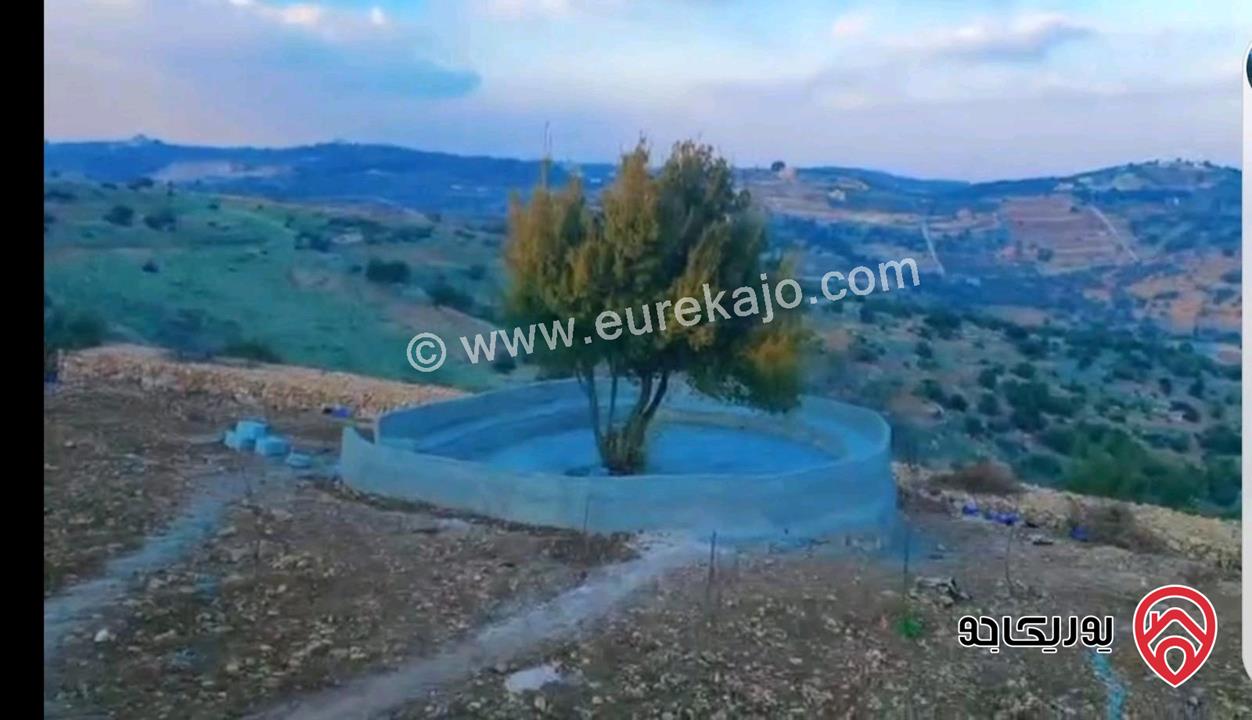 أرض مساحة 5 دونم للبيع في عجلون - صخره