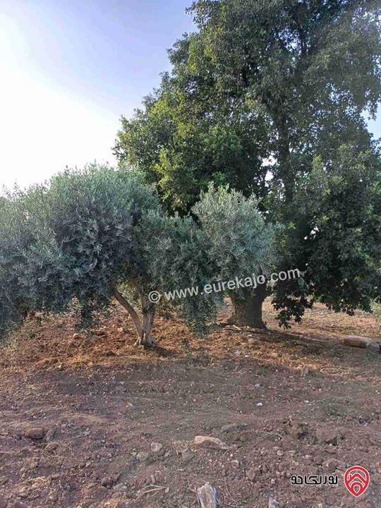 مزرعة مساحة 14 دونم للبيع في اربد - أراضي بني كنانة منطقة سمر