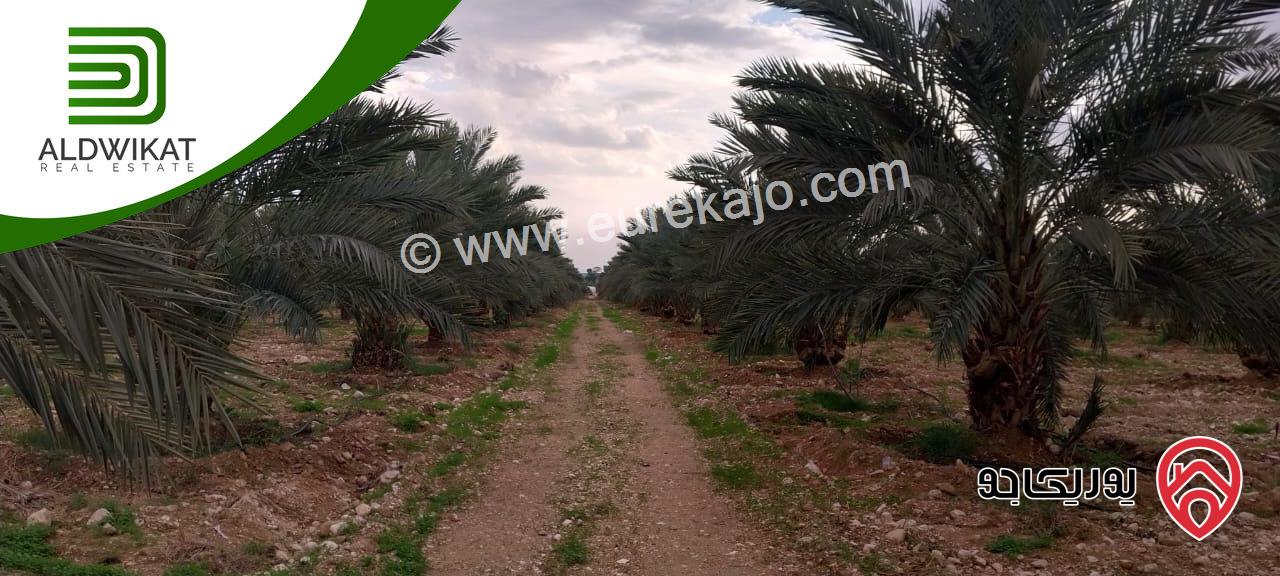 مزرعة نخيل للبيع في الغور الجنوبي / الكرامة مساحتها 56 دونم مزروعة تمر مجهول
