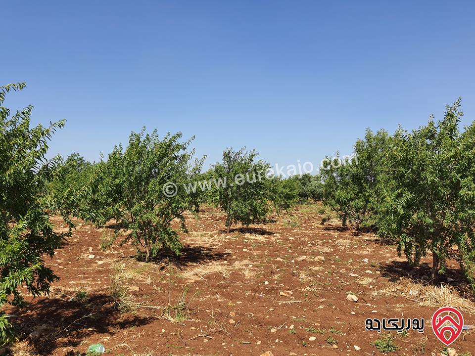مزرعة لوزيات واشجار أخرى مساحة 4 دونم للبيع في اربد منطقة برشتا 