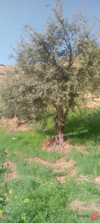 أرض مساحة 2 دونم و 40م للبيع في اربد - أراضي دير أبي سعيد وادي الريان جديتا