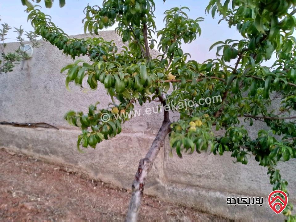 مزرعة مساحة الأرض 618م والبناء 100م للبيع في المفرق