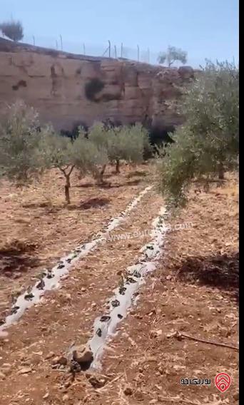 مزرعة مساحة الأرض 11 دونم و 588م للبيع في جرش