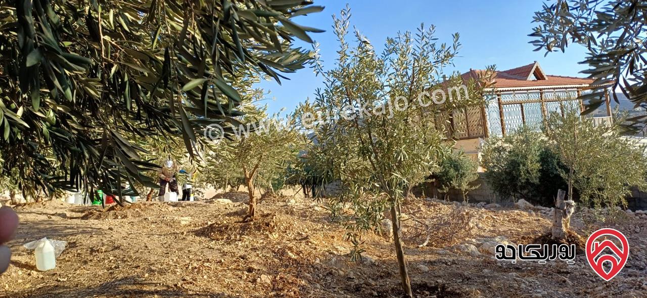 أرض مساحة 546م مزروعة بأشجار الزيتون للبيع في عمان - ناعور
