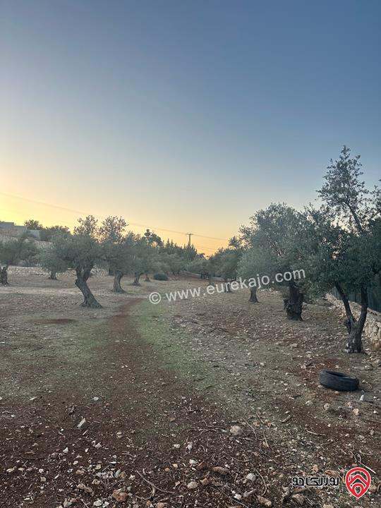 قطعة ارض مساحة 1 دونم و 720م للبيع في السلط زي منطقة مزارع وفلل مزروعة زيتون 