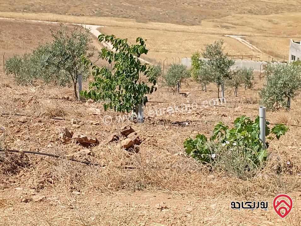 مزرعة مساحة الأرض 3 دونم و 400م بإطلالة للبيع في المفرق - بلعما