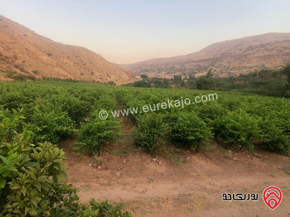 مزرعة مساحة 22 دونم للبيع في الأغوار منطقة ابو الزيغان