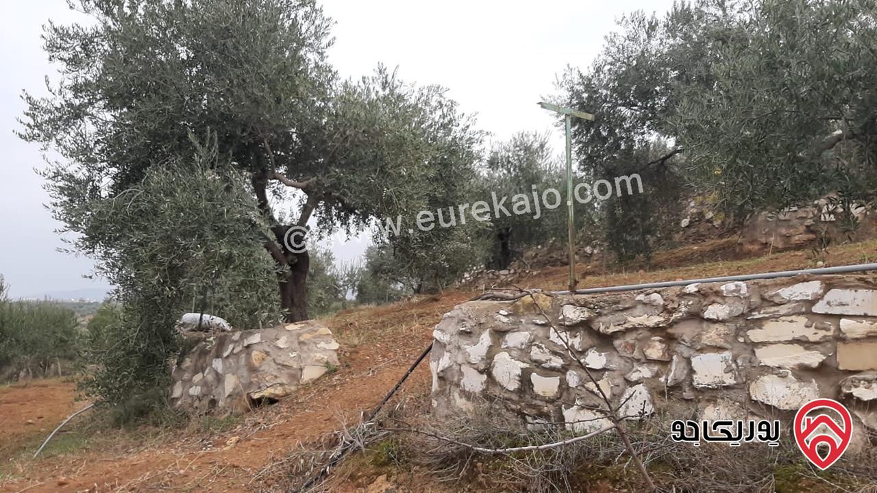 مزرعة زيتون مساحة الأرض 8 دونم و 588م و البناء مساحة 100م للبيع في السلط