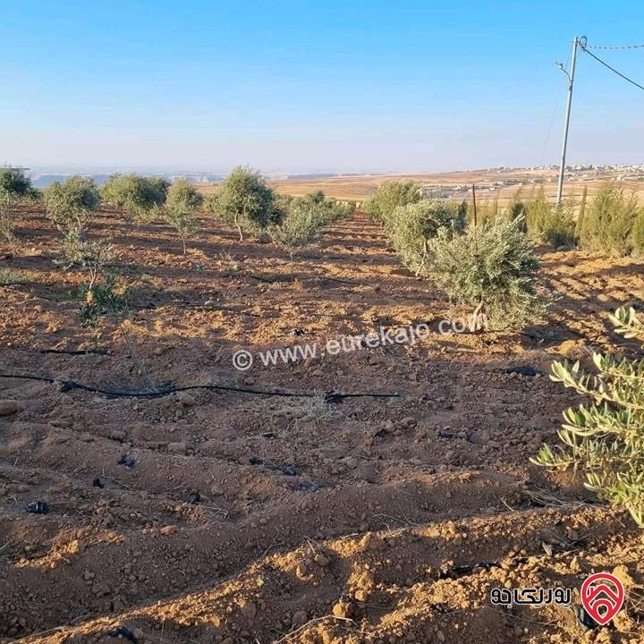 أرض زراعية مساحة 25 دونم للبيع في الكرك - فقوع
