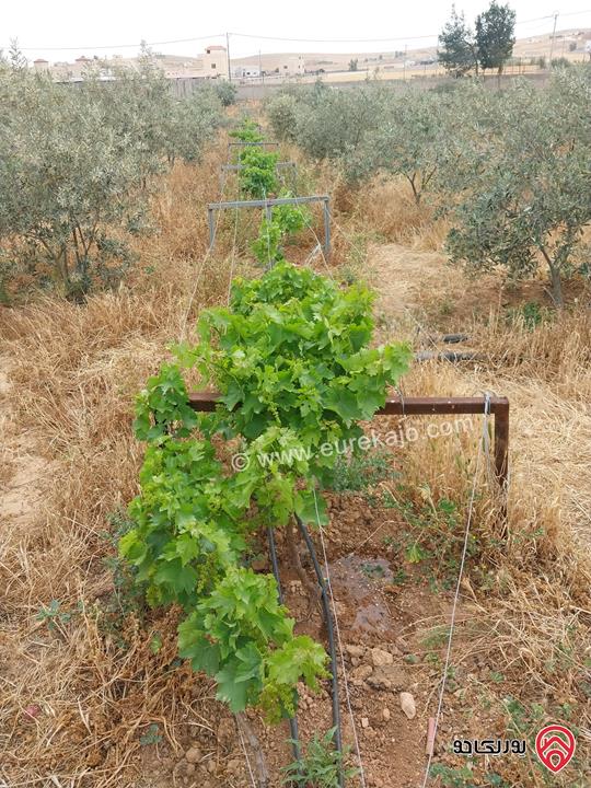 مزرعة مساحة الأرض 5217م وفيها بناء 80م للبيع في المفرق - بلعما الزيتونة 